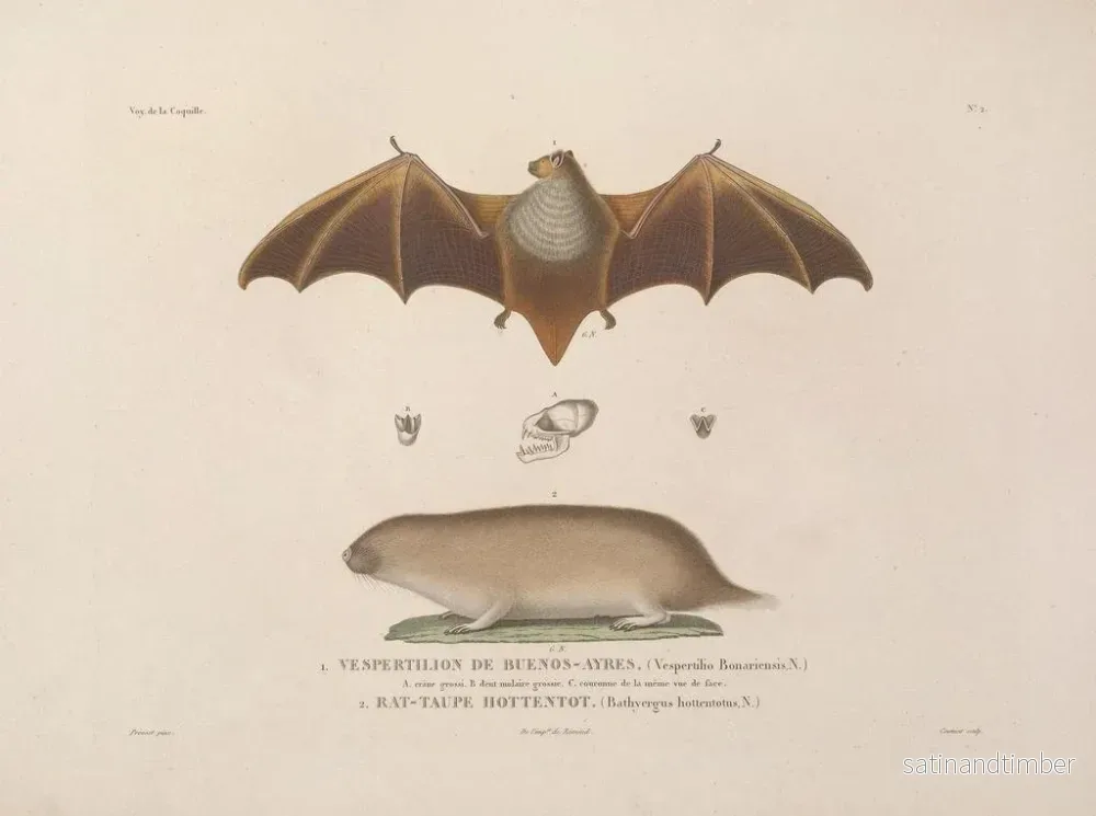Reproduktion av målningen Voyage autour du monde, Pl. 105 - Louis-Isidore Duperrey - Bild 2