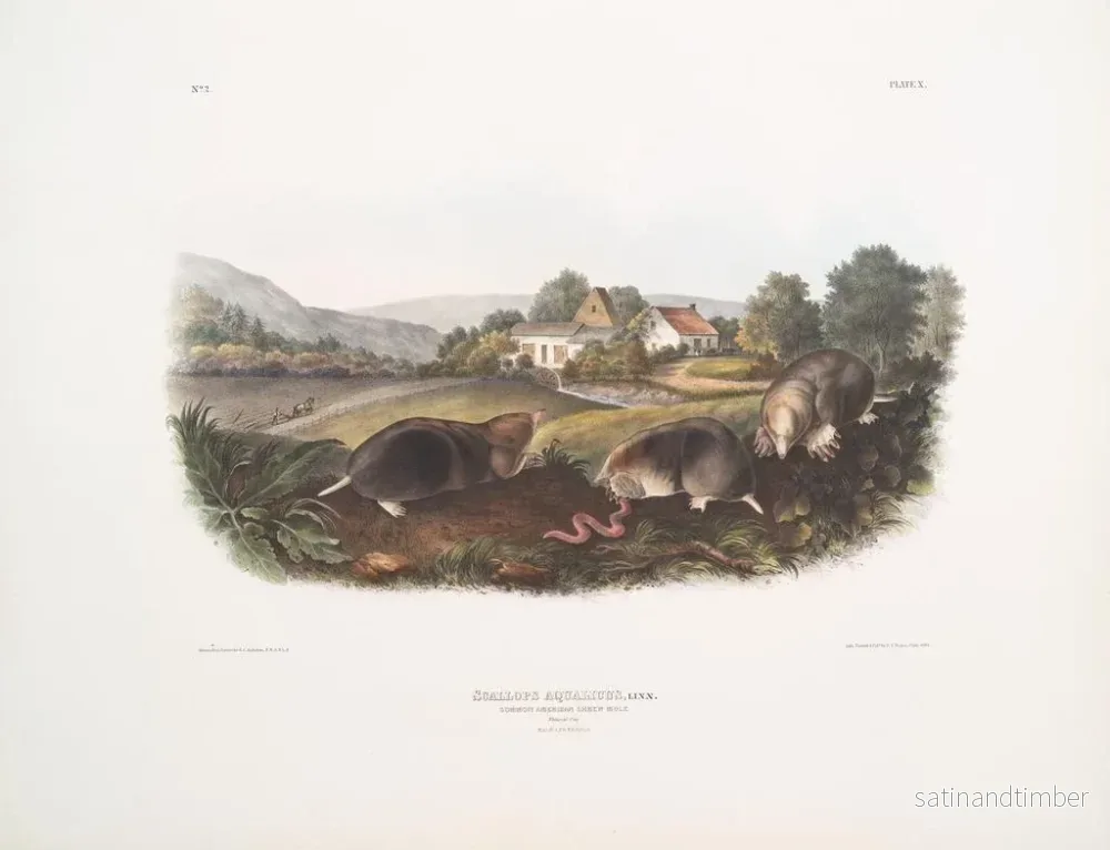 Reproduktion av målningen av amerikansk molemus, vanlig storlek, hane och hona - John Woodhouse Audubon - Bild 2