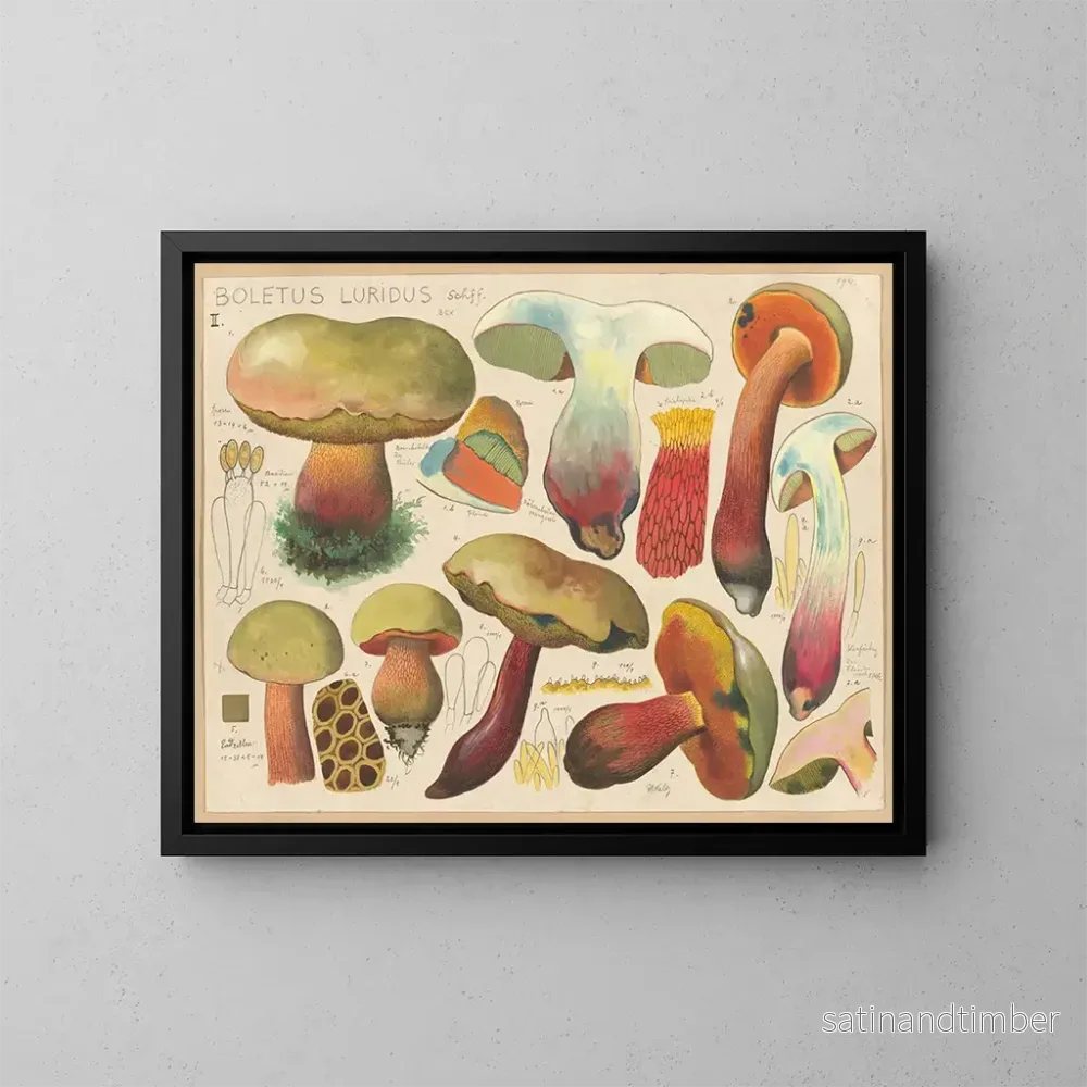 Reproduktion av målningen Boletus luridus – Hans Baldung Reproduktion av målningen Boletus luridus – Hans Baldung
