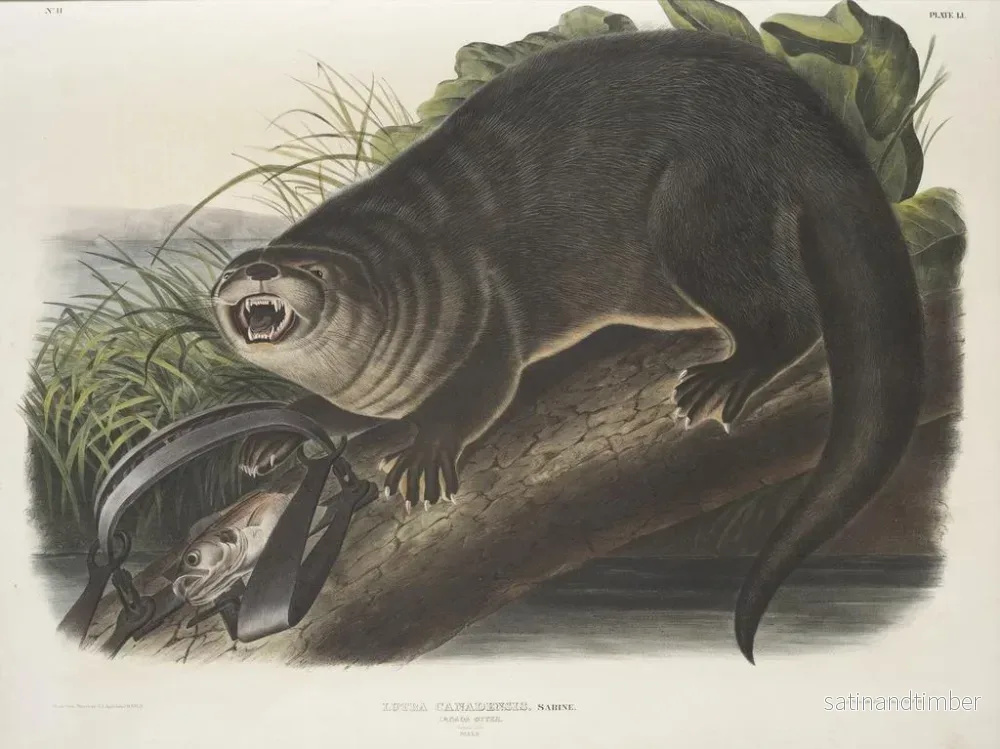 Reproduktion av målningen Loutre du Canada storlek naturlig man - John Woodhouse Audubon - Bild 2