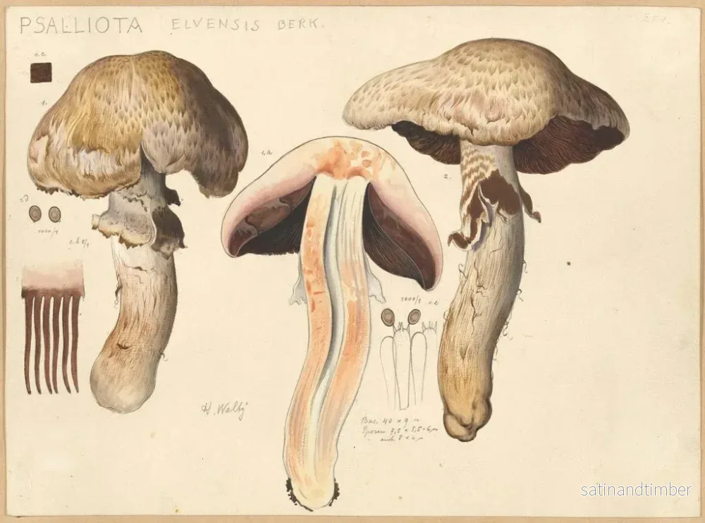 Reproduktion av målningen Psalliota elvensis - Hans Baldung - Bild 2