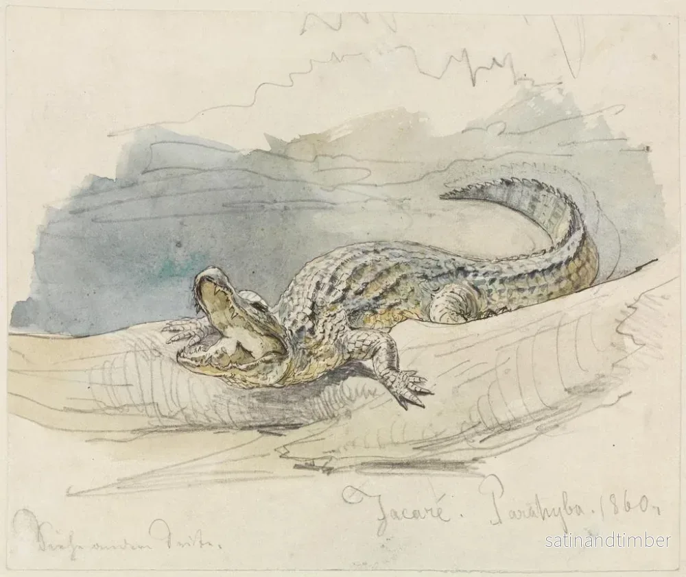Reproduktion av målningen Studie av en alligator - Ferdinand Keller - Bild 2
