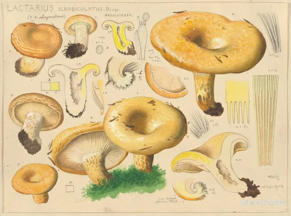 Reproduktion av målningen Lactaire scrobiculé - Hans Baldung - Bild 2