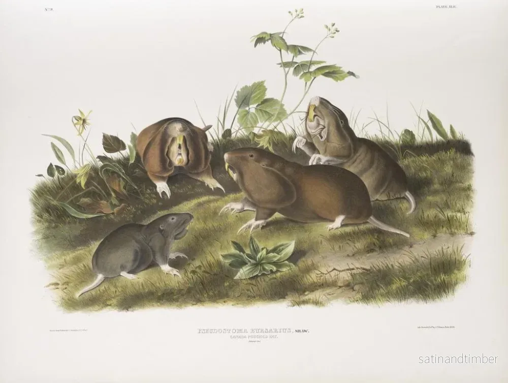 Reproduktion av målningen av Canada-pockräv i naturlig storlek - John Woodhouse Audubon - Bild 2