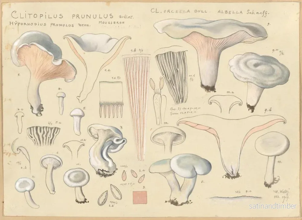 Reproduktion av målningen Clitopile prunule - Hans Baldung - Bild 2