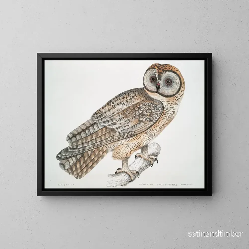 Reproduktion av målningen Hibou chinois Strix sinensis - John Edward Gray