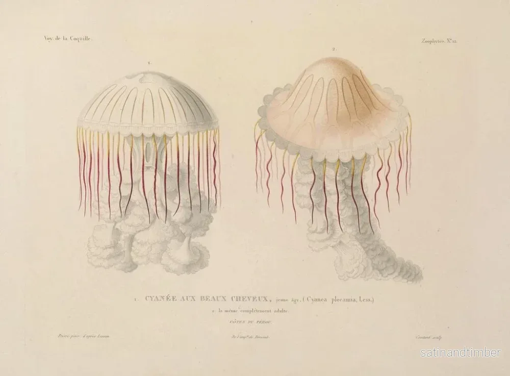 Resa runt världen — plansch 099 — Louis-Isidore Duperrey - Bild 2