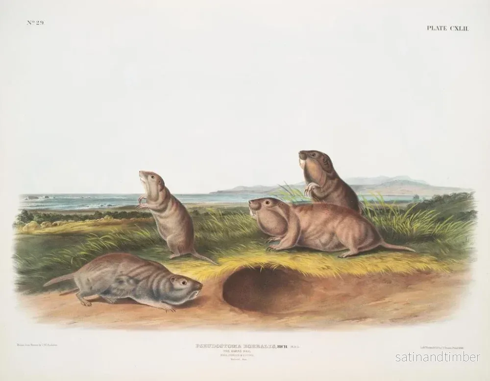 Reproduktion av målningen Pseudostoma borealis, den Camas-apan, hane, hona, ung, naturlig storlek - John Woodhouse Audubon - Bild 2
