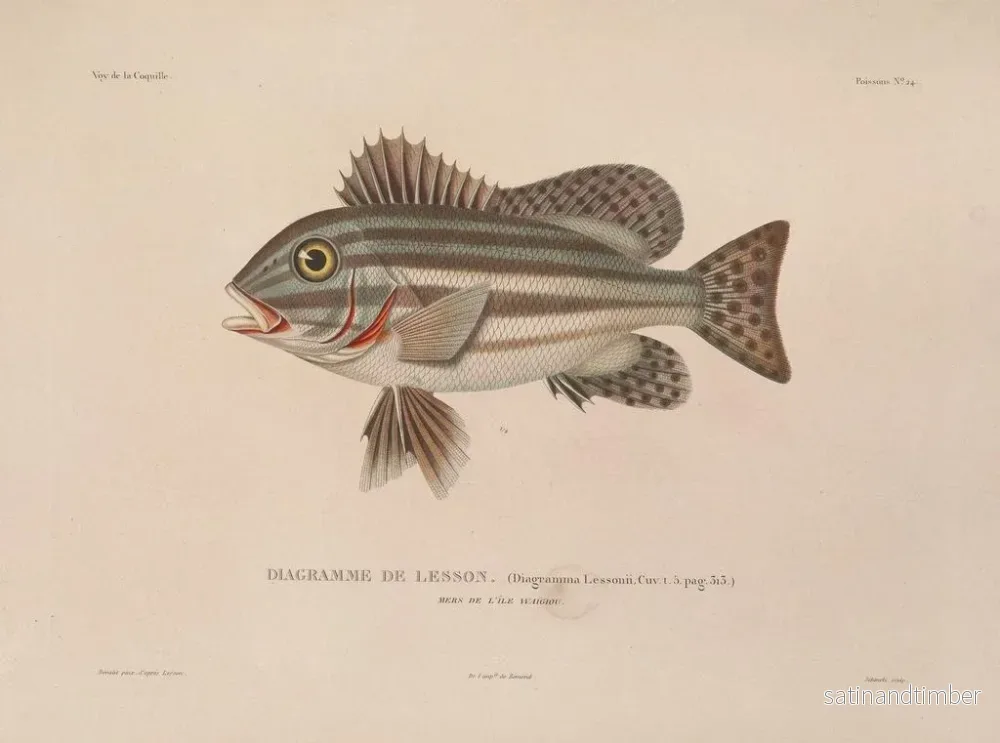 Resa runt världen — plansch 031 — Louis-Isidore Duperrey - Bild 2