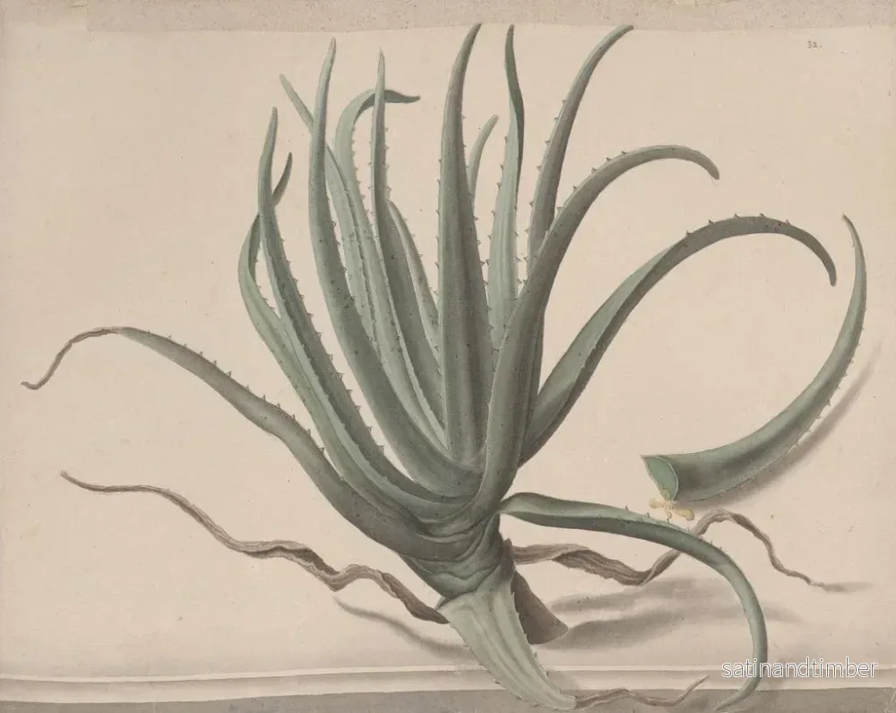 Reproduktion av målningen Histoire naturelle de Saint-Domingue Pl. 163 - René de Rabi - Bild 2