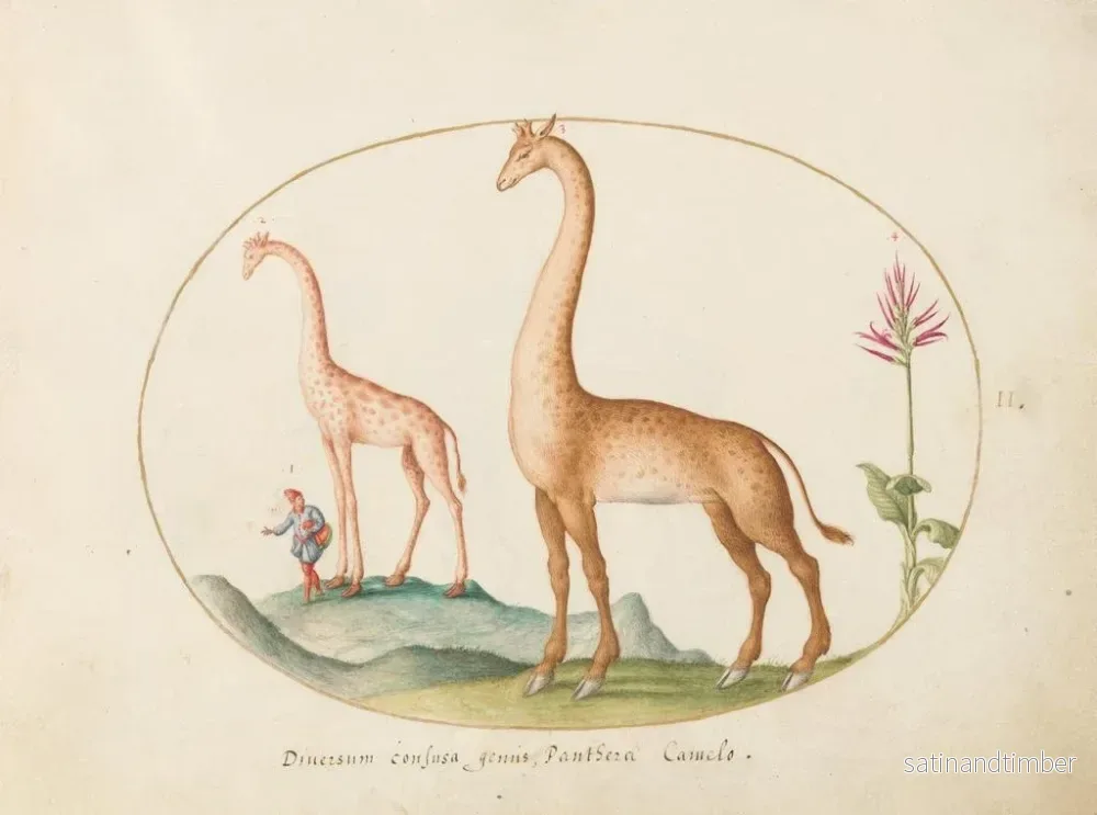 Reproduktion av målningen Planche 02 Två giraffer med en följeslagare - Joris Hoefnagel - Bild 2