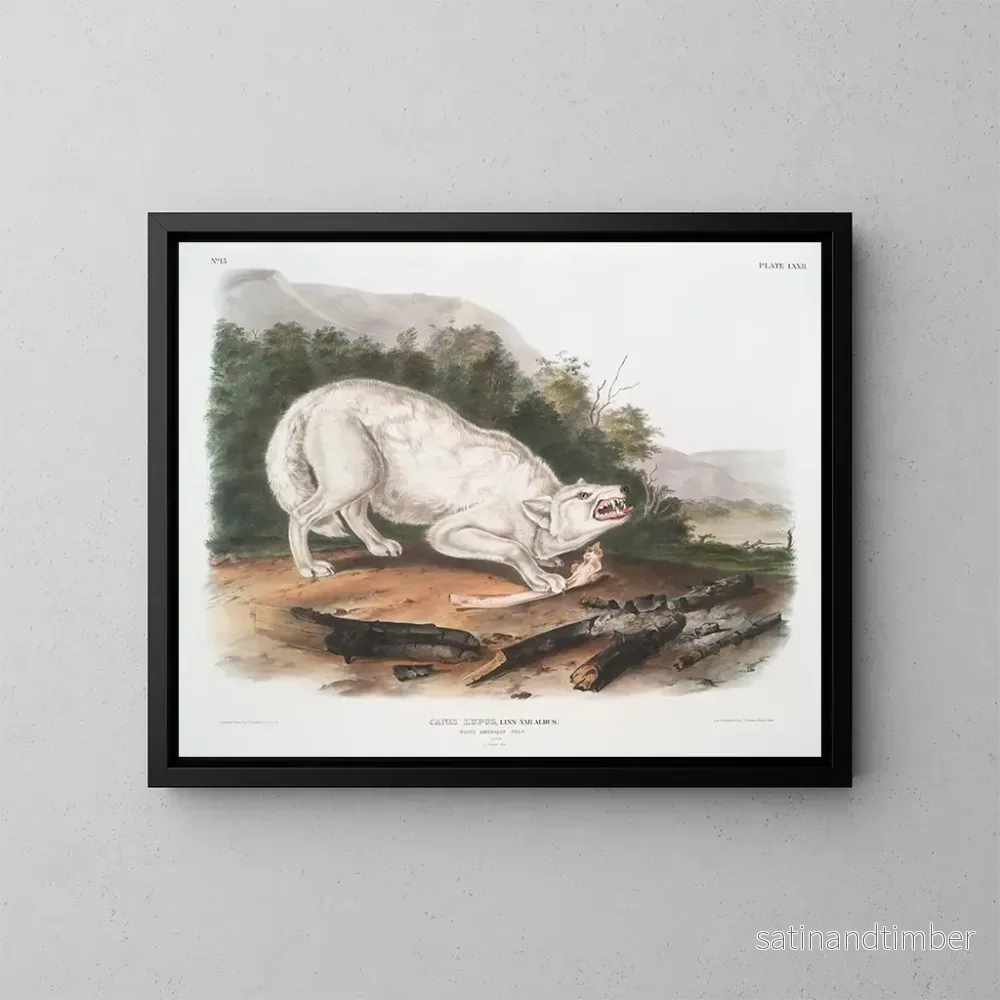 Reproduktion av målningen av den amerikanska vita vargen - John Woodhouse Audubon