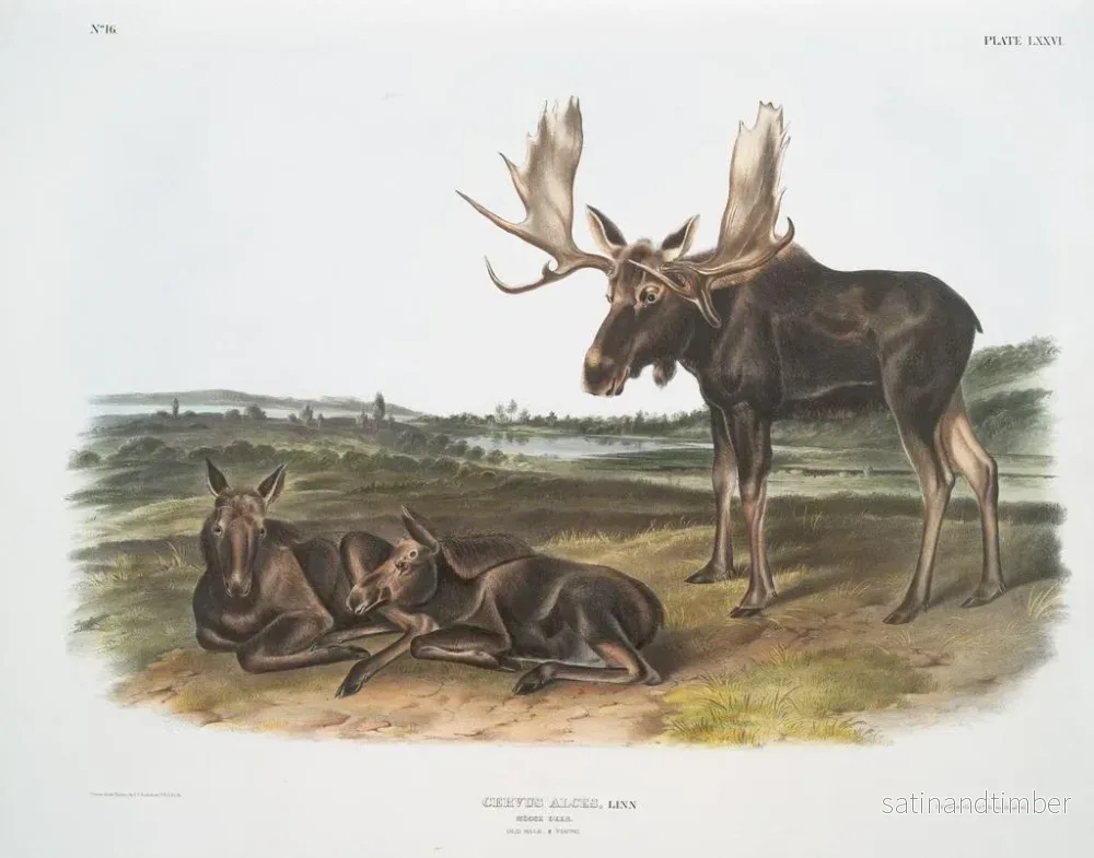 Reproduktion av målningen Serviteur des élans - John Woodhouse Audubon - Bild 2