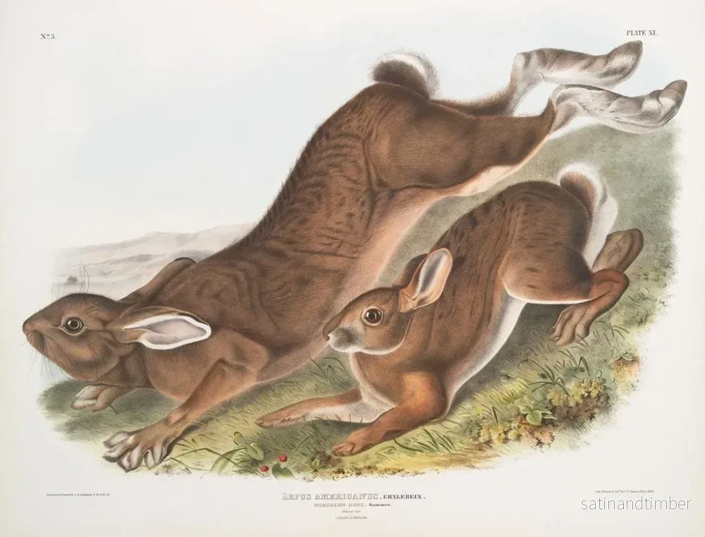 Reproduktion av målningen Lièvre d'Amérique - John Woodhouse Audubon - Bild 2