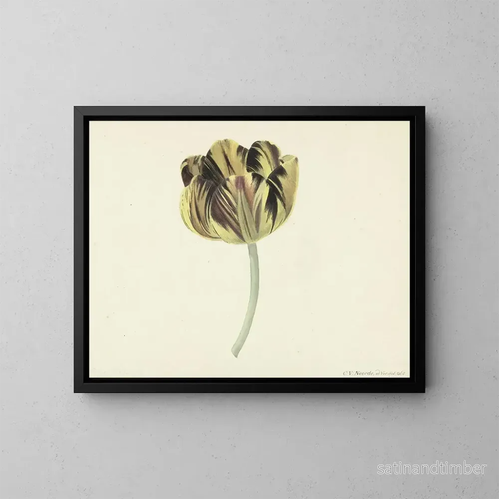 Reproduktion av målningen Tulipe nommée Bizard Rosette – Cornelis van Noorde Reproduktion av målningen Tulipe nommée Bizard Rosette – Cornelis van Noorde