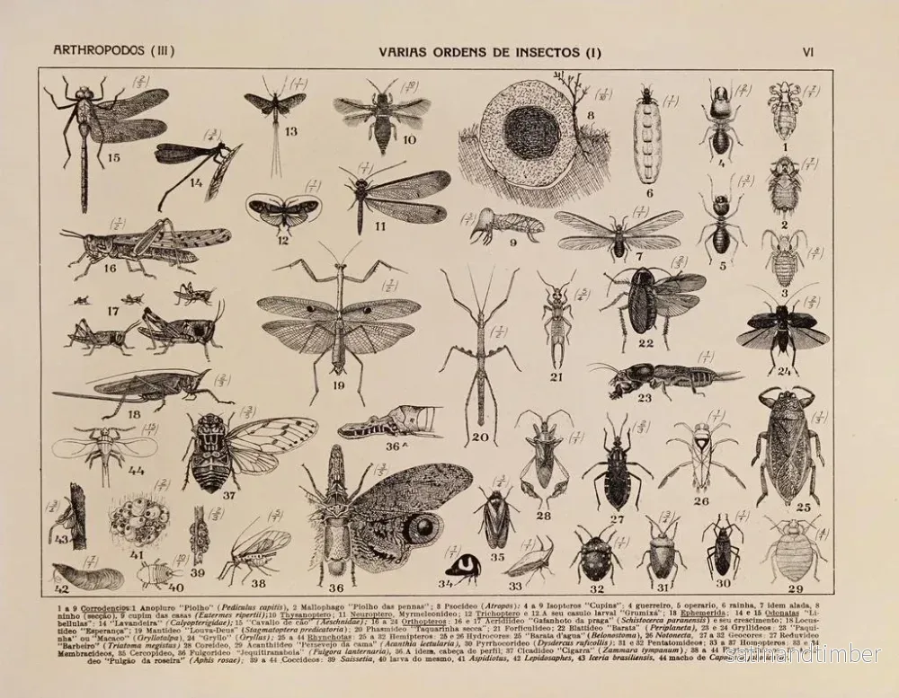 Reproduktion av målningen Atlas de la faune du Brésil Pl06 - Rodolpho von Ihering - Bild 2