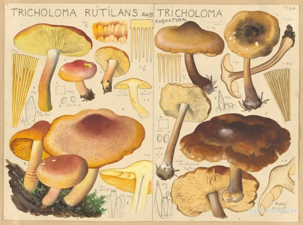 Reproduktion av målningen Tricholome rutilant Tricholome cognatum - Hans Baldung - Bild 2