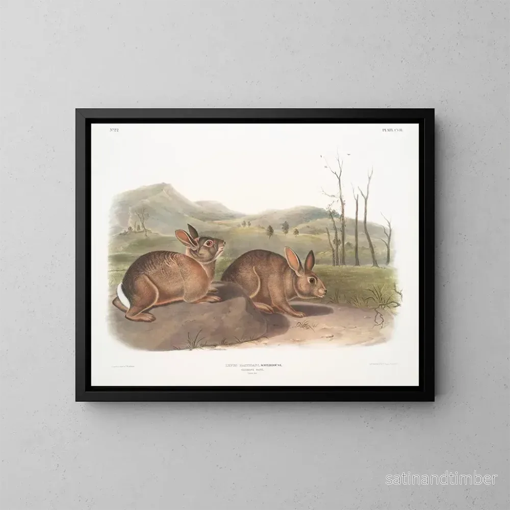 Reproduktion av målningen Lièvre de Bachman i naturlig storlek – John Woodhouse Audubon Reproduktion av målningen Lièvre de Bachman i naturlig storlek – John Woodhouse Audubon