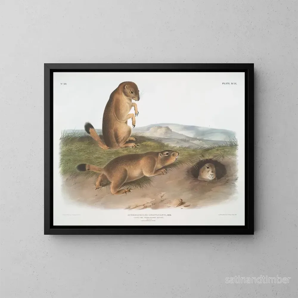 Reproduktion av målningen Spermophile av Ludovic – John Woodhouse Audubon Reproduktion av målningen Spermophile av Ludovic – John Woodhouse Audubon