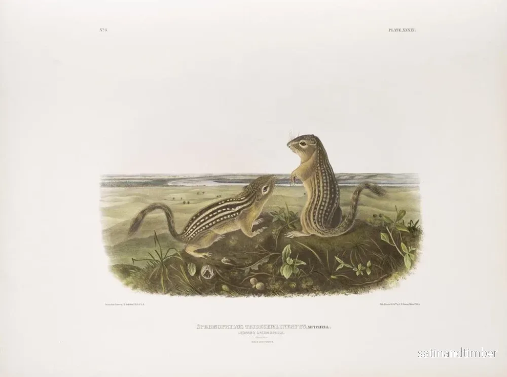 Reproduktion av målningen Spermophile à treize bandes, taille naturelle, mâle och femelle - John Woodhouse Audubon - Bild 2