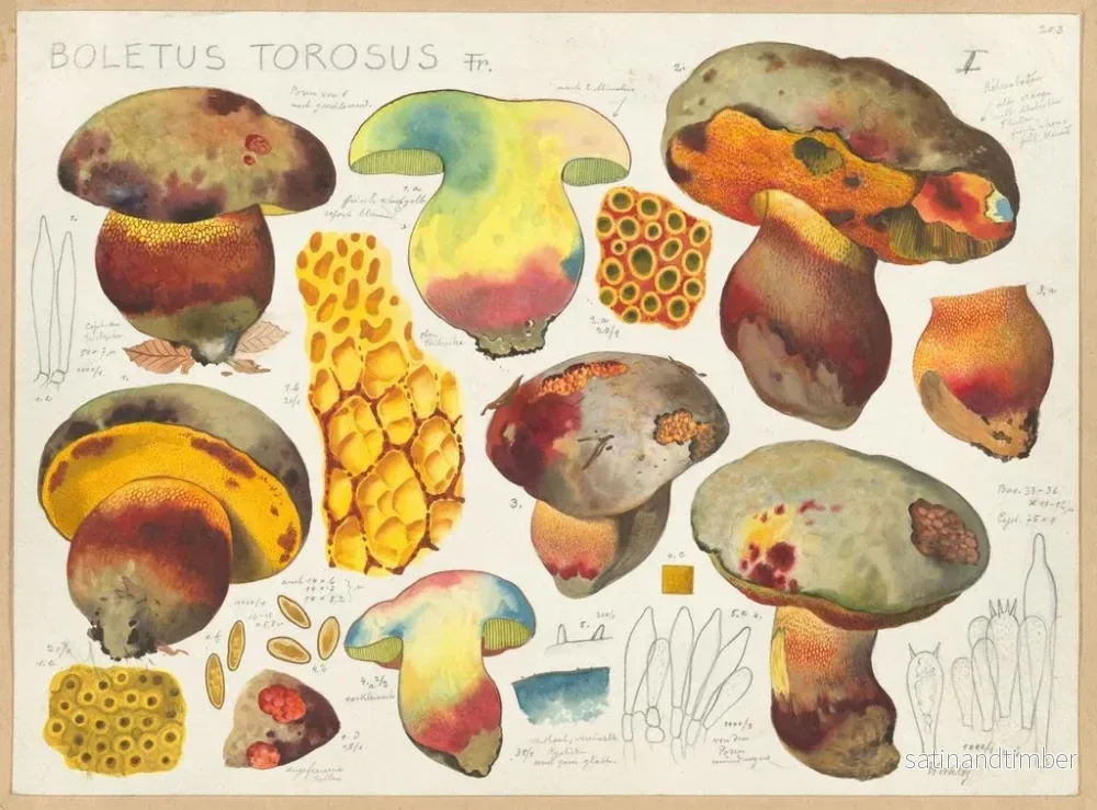 Reproduktion av målningen Boletus torosus - Hans Baldung - Bild 2