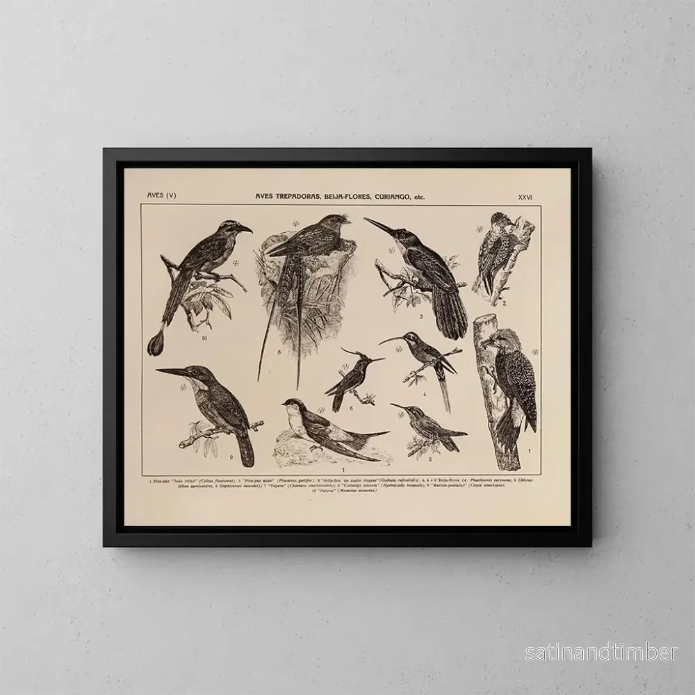 Reproduktion av målningen Atlas de la faune du Brésil Pl26 - Rodolpho von Ihering
