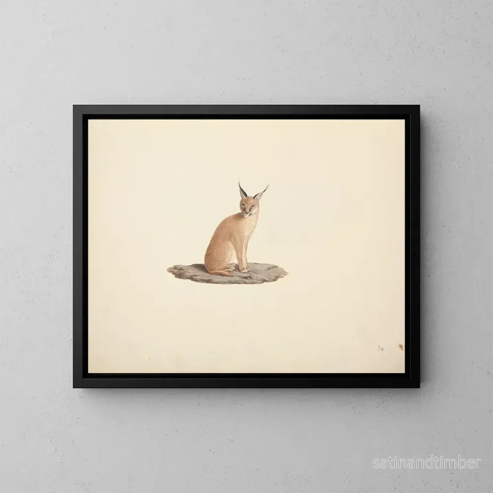 Reproduktion av målningen Caracal caracal - Luigi Balugani