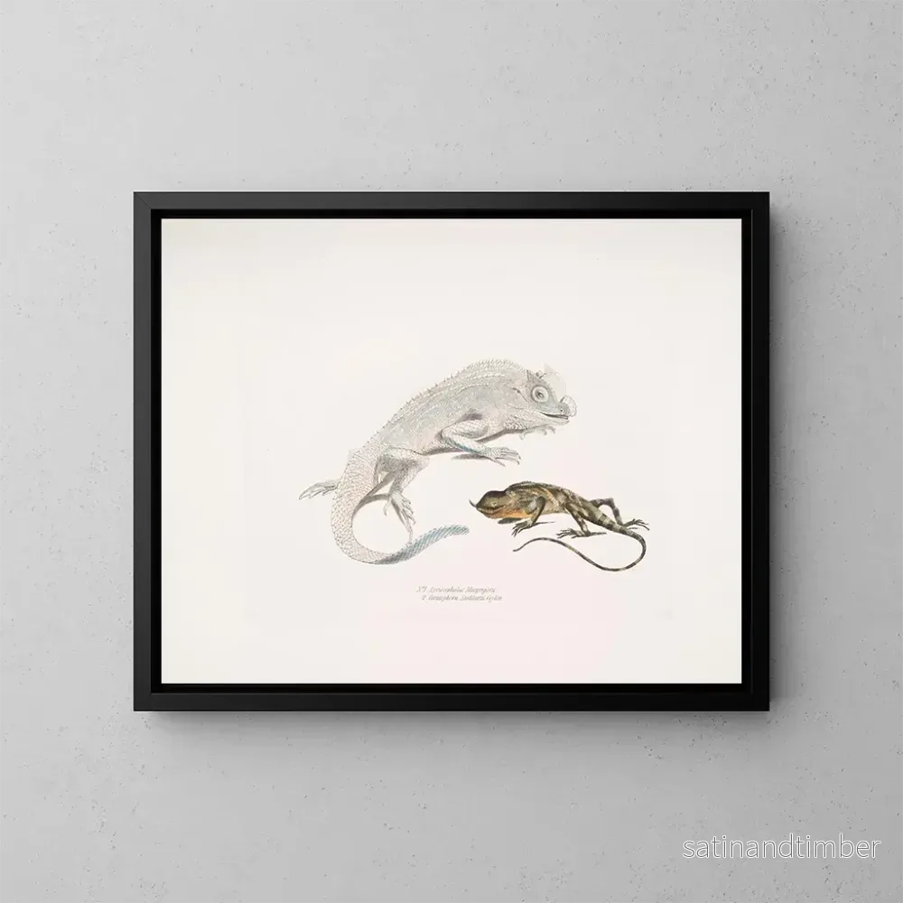 Reproduktion av målningen Lézard à tête de lyre de Macgregor, Lézard licorne de Stoddart, Ceylan - John Edward Gray