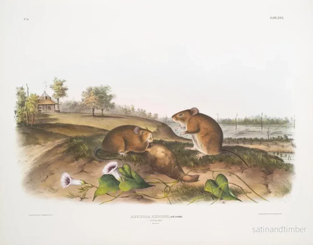 Reproduktion av målningen Rat cotonnier storlek i naturlig storlek - John Woodhouse Audubon - Bild 2