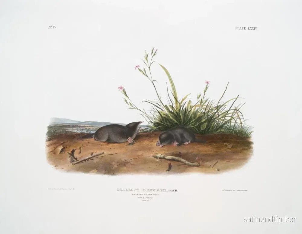 Reproduktion av målningen av molemus från Brewer i naturlig storlek - John Woodhouse Audubon - Bild 2