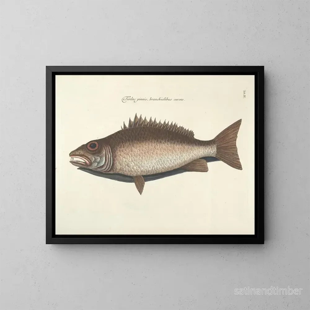 Reproduktion Bilder av fisk, ormar, insekter – Mark Catesby — plansch 009