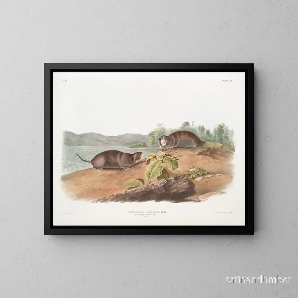 Reproduktion av målningen av fickråtta i form av en mullvad, naturlig storlek - John Woodhouse Audubon