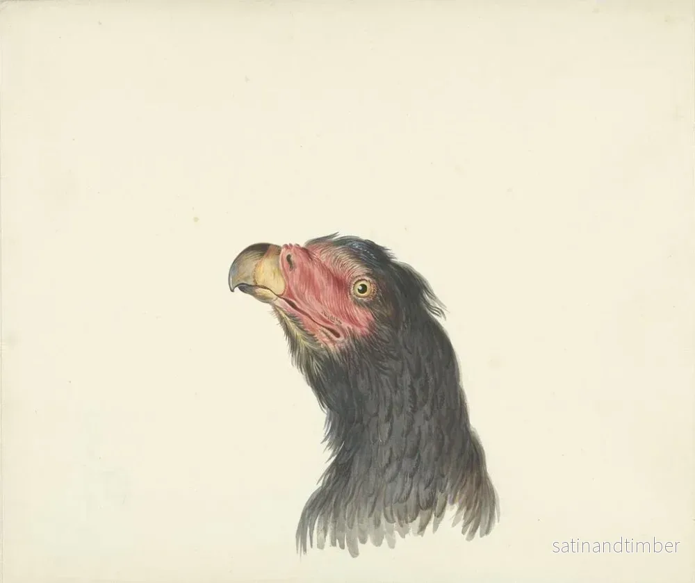 Reproduktion av målningen Tête de vautour - Cercle de François Levaillant - Bild 2