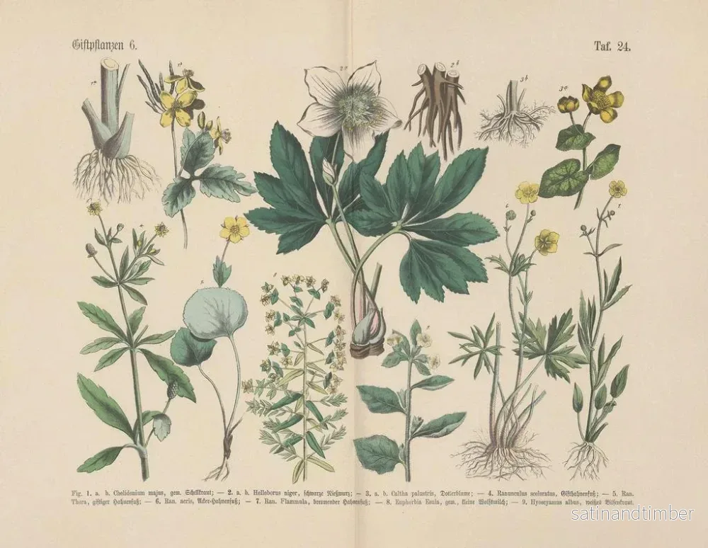 Reproduktion av målningen Manuel de botanique pratique en mots et en images Pl24 - Carl Hoffmann - Bild 2