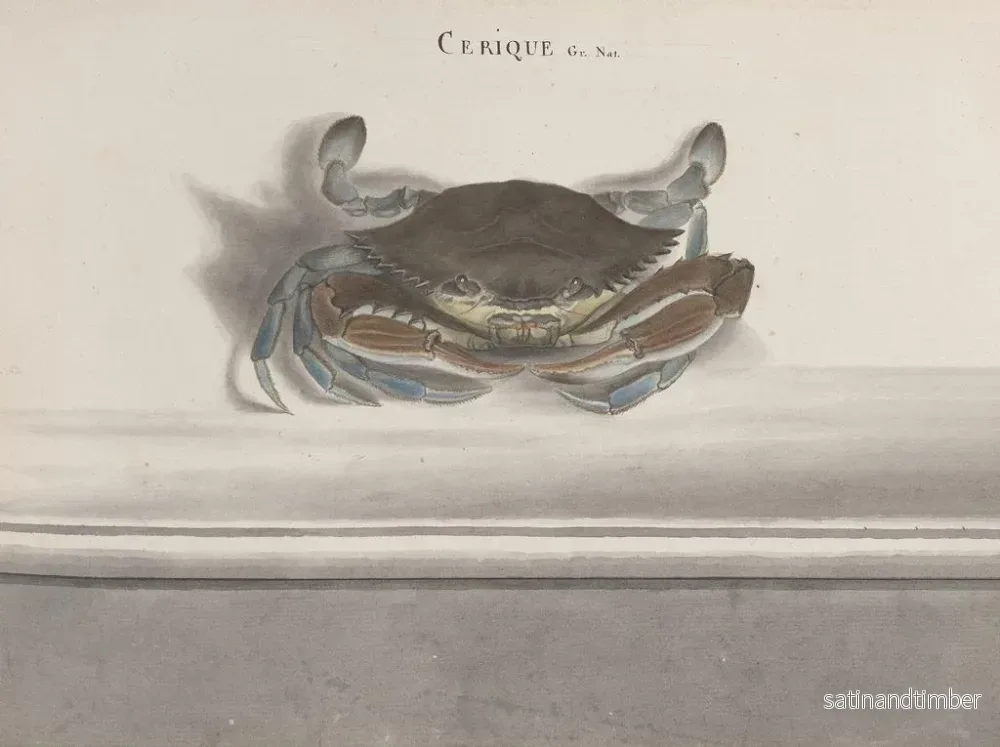 Reproduktion av målningen Histoire naturelle de Saint-Domingue Pl126 - René de Rabi - Bild 2