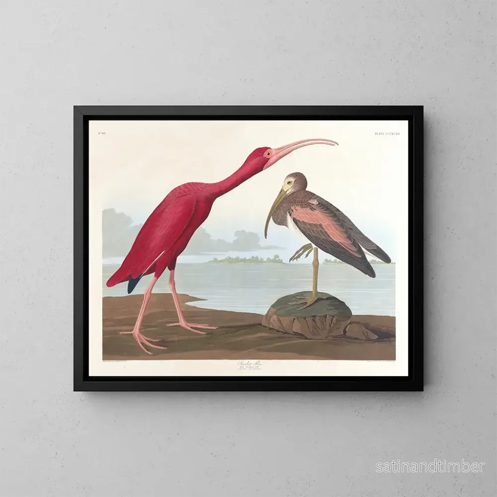 Reproduktion av målningen Ibis écarlate - John James Audubon