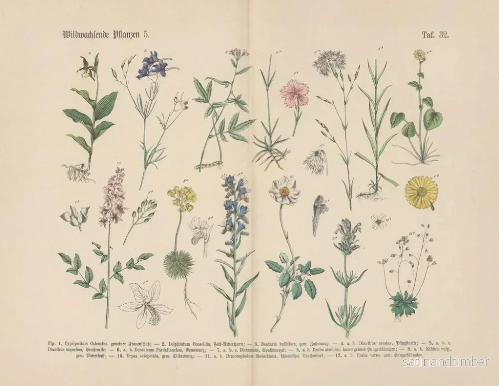 Reproduktion av målningen Manuel de botanique pratique en mots et en images Pl32 - Carl Hoffmann - Bild 2