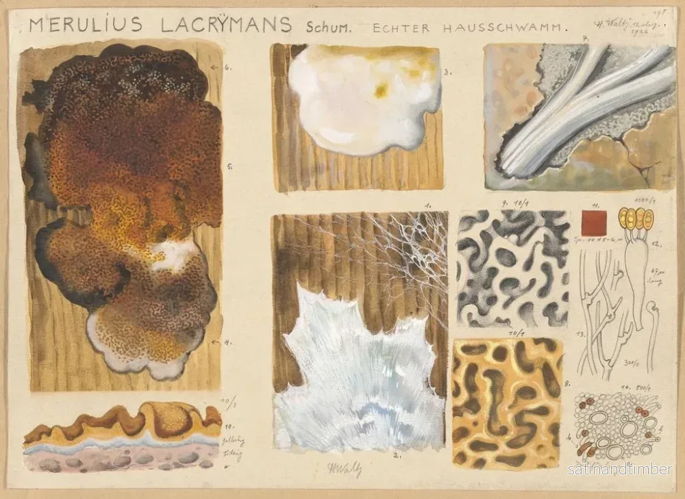 Reproduktion av målningen Merulius lacrymans - Hans Baldung - Bild 2
