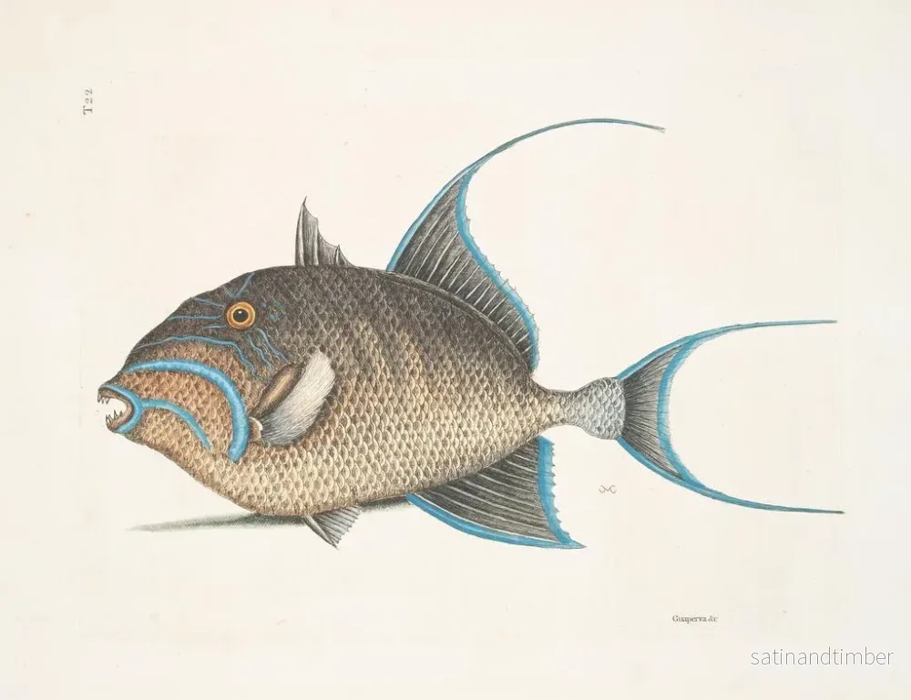 Reproduktion av målningen La vieille femme - Mark Catesby - Bild 2