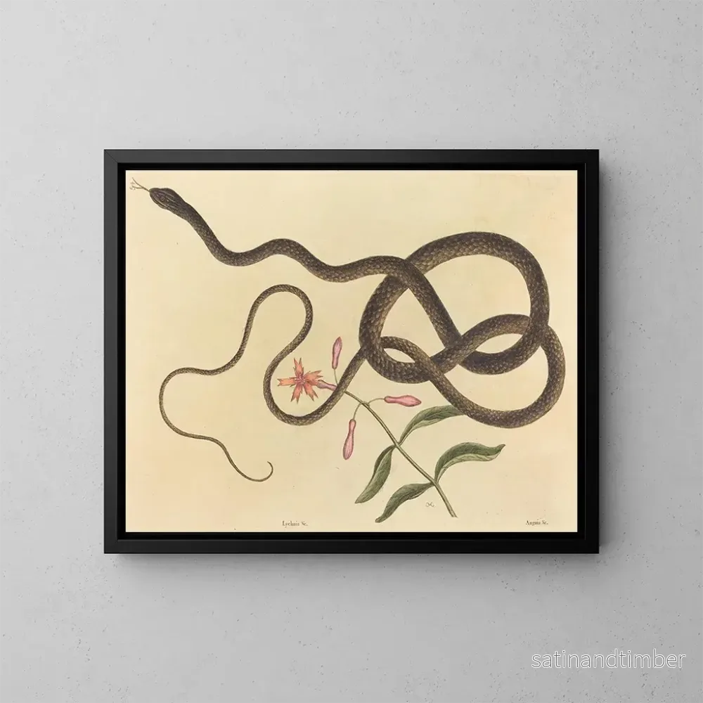 Reproduktion av målningen Le serpent fouet de coachwhip - Mark Catesby