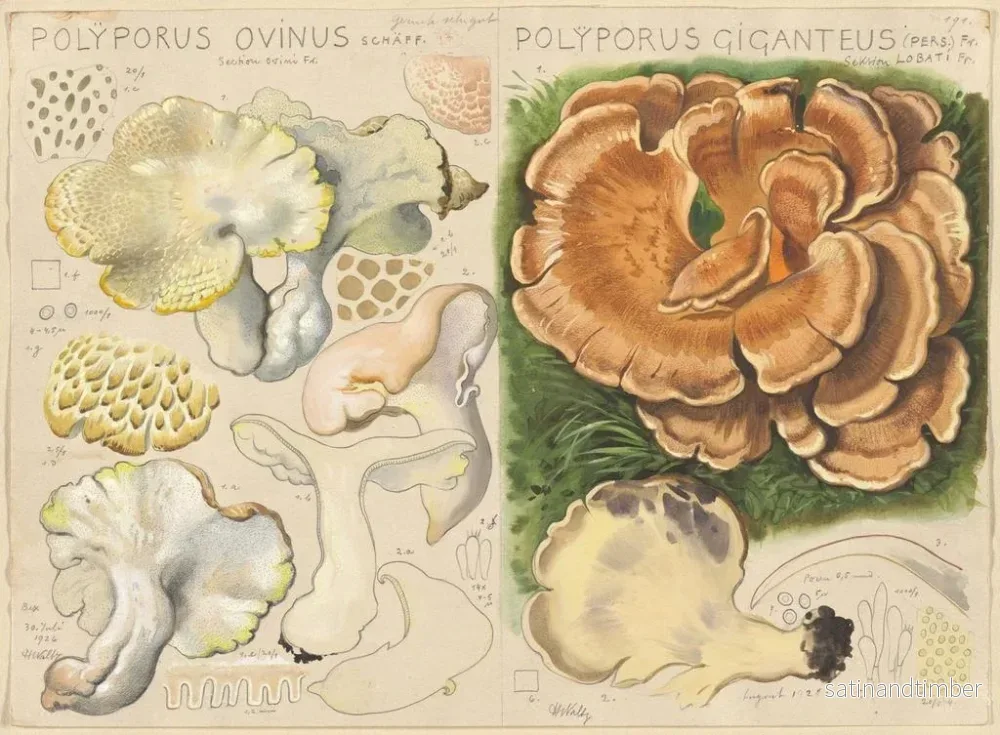 Reproduktion av målningen Polypore ovin och Polypore géant - Hans Baldung - Bild 2