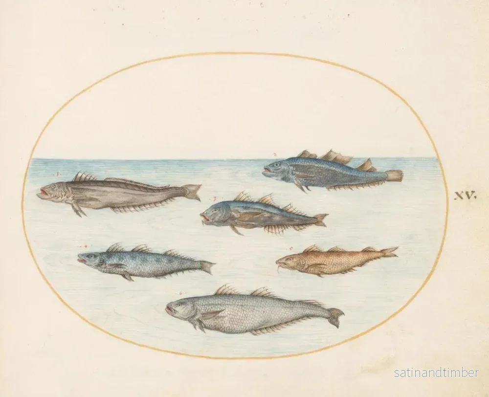 Reproduktion av målningen Planche 15 Sex fisk asellorum kod - Joris Hoefnagel - Bild 2