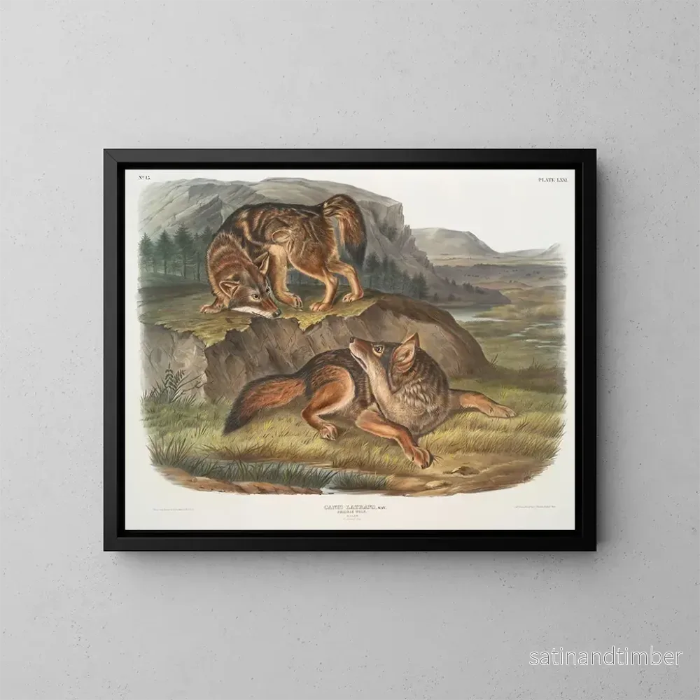 Reproduktion av målningen av den manliga varg i prärien - John Woodhouse Audubon