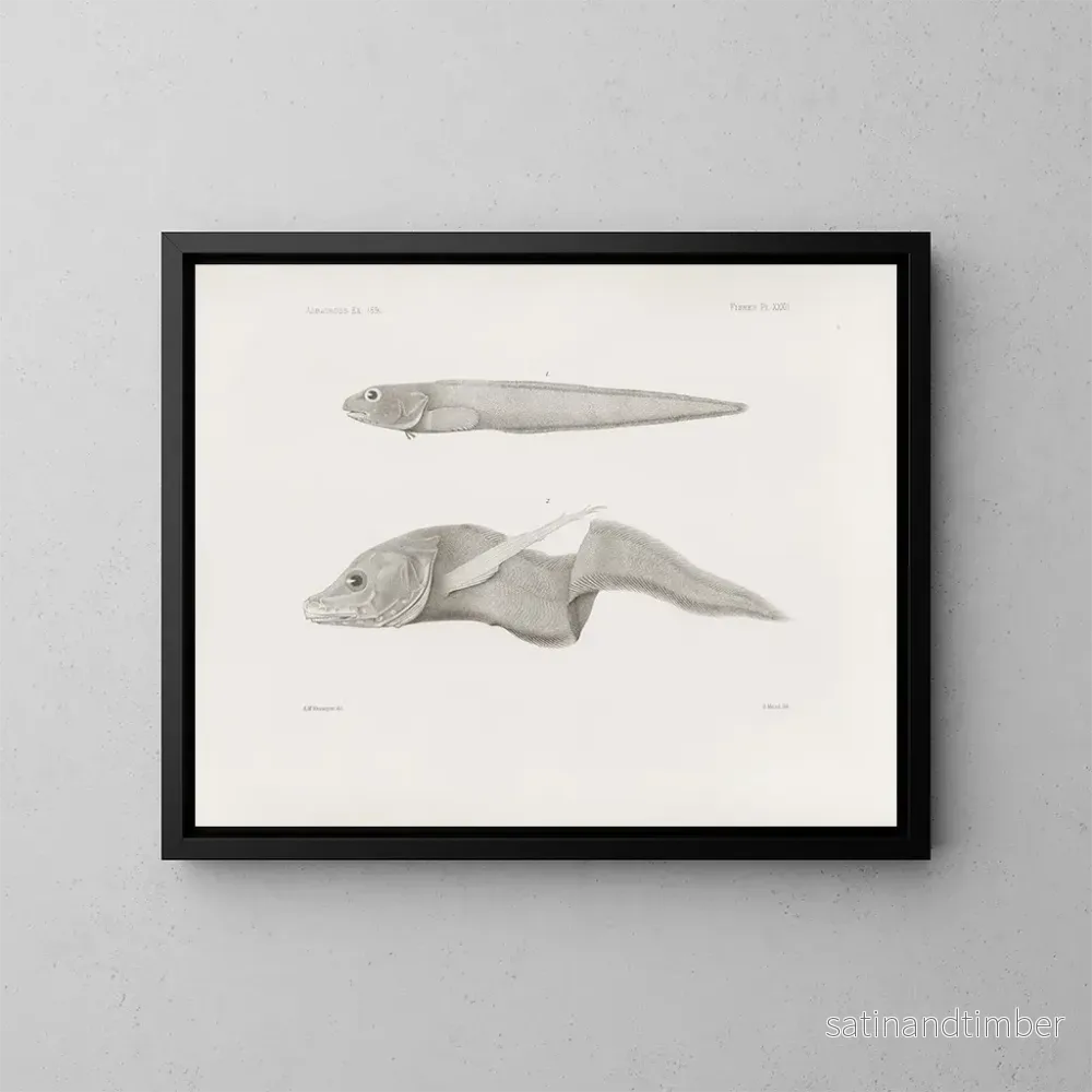 Reproduktion av målningen av Harvard College’s Museum of Comparative Zoology Memoirs Pl32 – Museum of Comparative Zoology vid Harvard University Reproduktion av målningen av Harvard College’s Museum of Comparative Zoology Memoirs Pl32 – Museum of Comparative Zoology vid Harvard University