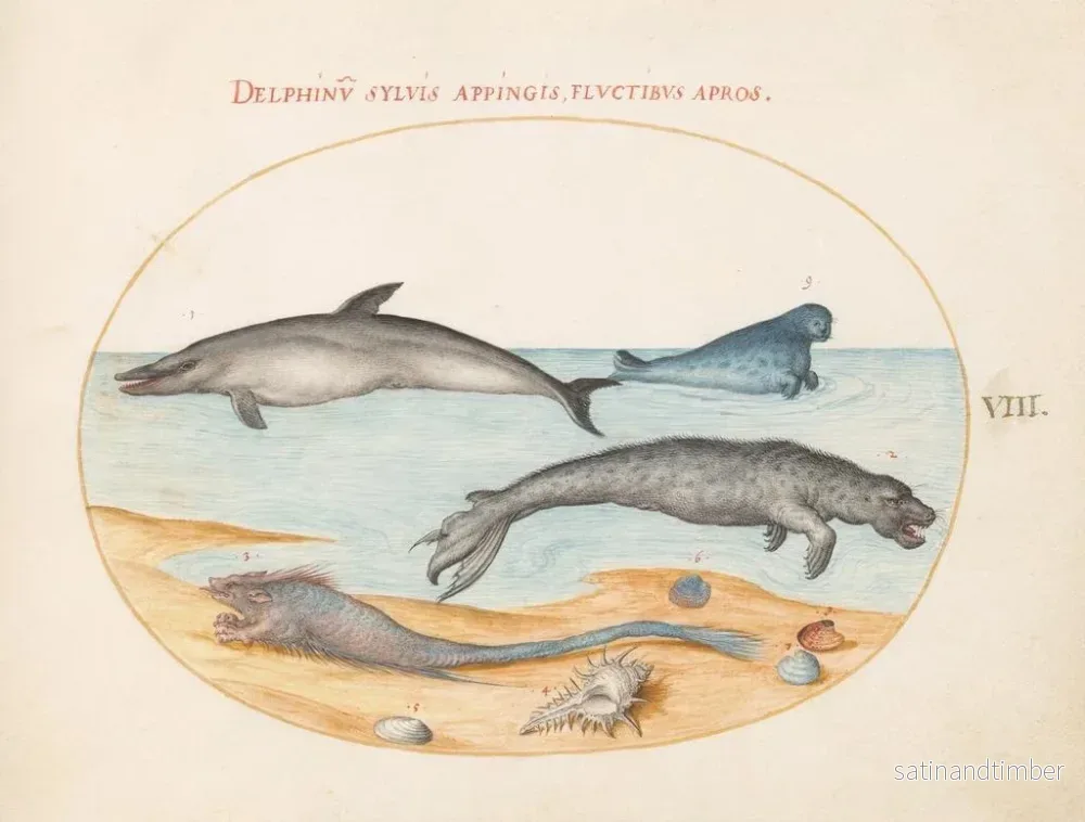 Reproduktion av målningen Platine 8: En delfin, två sälar, ett bréchet och snäckor - Joris Hoefnagel - Bild 2