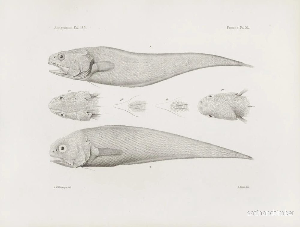 Reproduktion av målningen Mémoires du Muséum de zoologie comparée de Harvard College Pl40 - Musée de Zoologie Comparée de l'Université Harvard - Bild 2