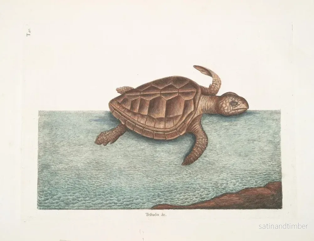 Reproduktion av målningen La tortue caouanne - Mark Catesby - Bild 2
