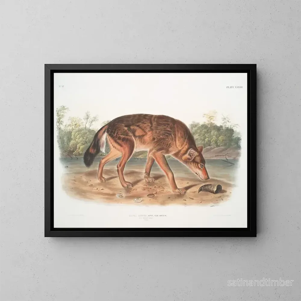 Reproduktion av målningen av den röda varg från Texas, hane - John Woodhouse Audubon