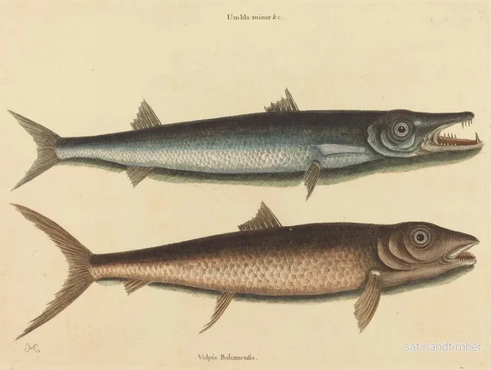 Reproduktion av målningen Le barracuda - Mark Catesby - Bild 2