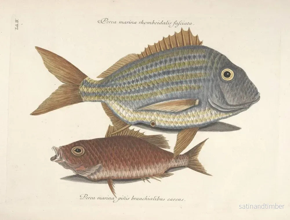 Reproduktion Bilder av fisk, ormar, insekter – Mark Catesby — plansch 004 - Bild 2